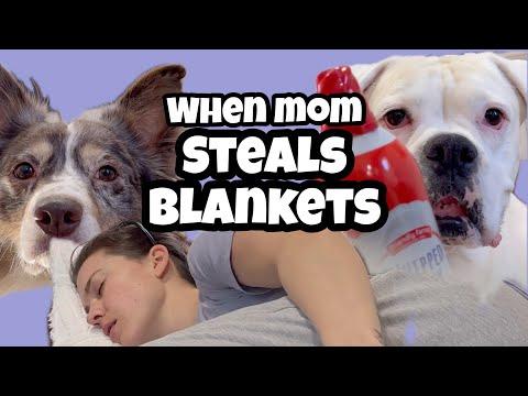 When Mom Steals the Blanket - Layla The Boxer #Video