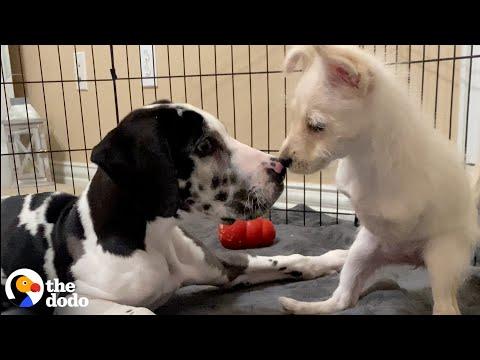 Two-Legged Puppy Was So Lonely Until She Met The Perfect Match #Video