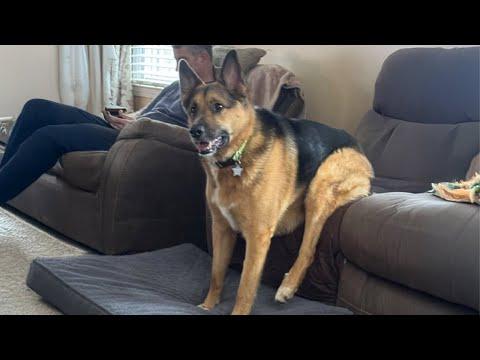 You Can’t Stop Laughing At These GERMAN SHEPHERDS Dogs #Video