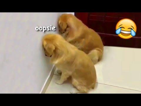 Funny guilty doggos video