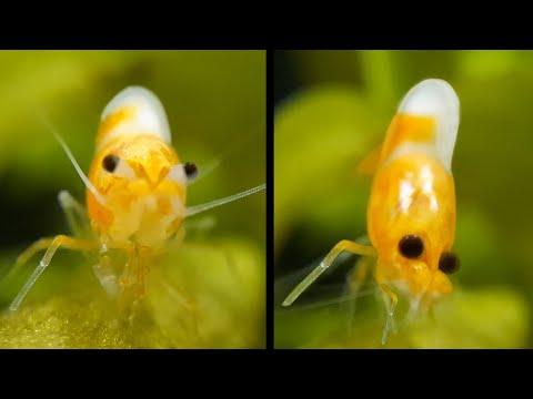 Tiny Shrimp Has HUGE Sneeze. Your Daily Dose Of Internet. #Video