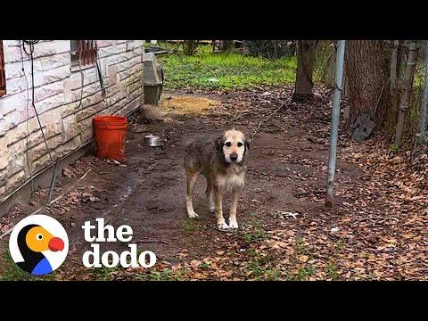 This Dog Had Been In Chains For 5 Years #Video