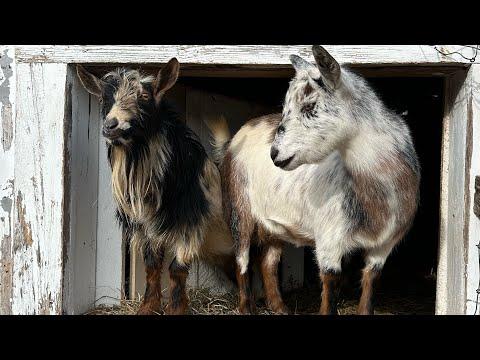 Breakfast with a side of flirting! Sunflower Farm Creamery #Video