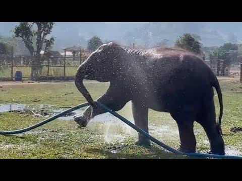 Baby Elephants vs. The Hose Pipe! - ElephantNews #Video