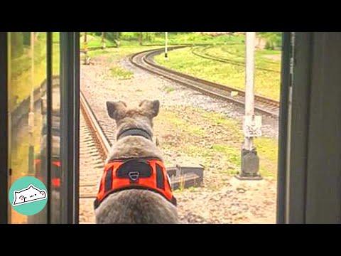 Ukraine Railway Dog Helps Passengers Flee #Video