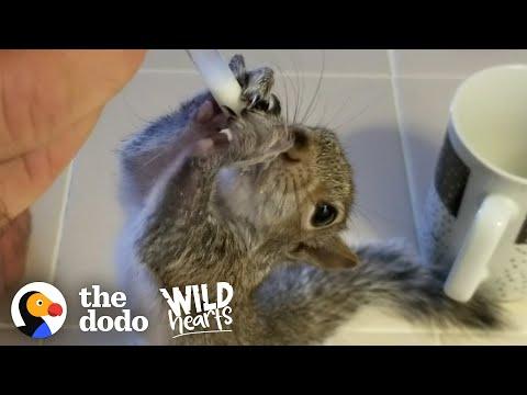 Wild Squirrel Decides To Live Next To The Guy Who Rescued Him. Video.