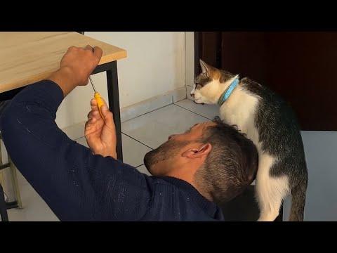 No Co worker, No Problem When You Have A Cat! #Video