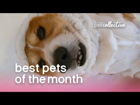 Best Pets of the Month | November 2019