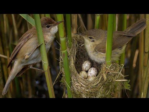 Reed Warblers: Secret Life of a Cuckoo Host | Robert E Fuller #Video