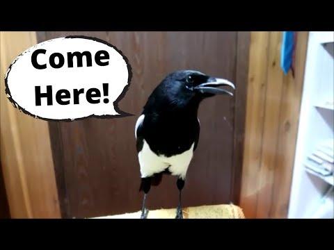 This Talking magpie is Amazing! #Video
