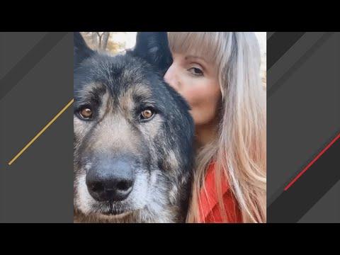 160-pound wolf dog is obsessed with this woman #Video