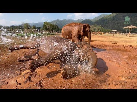 Every day, we witness the playful antics of our rescued herd! - ElephantNews #Video