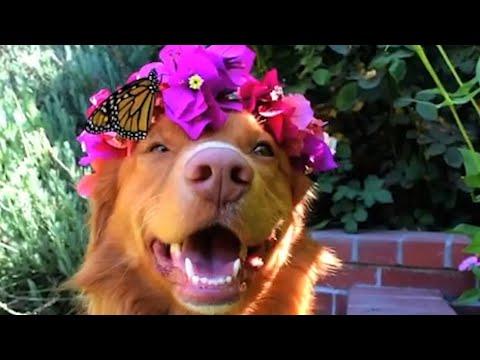 This Dog Is Best Friends With Butterflies #Video