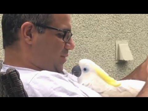 Rescue cockatoo is obsessed with dad, calls him papa #Video