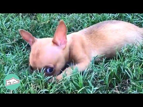 1 lbs Rescue Chihuahua Proves Dynamite Comes in Small Packages #Video