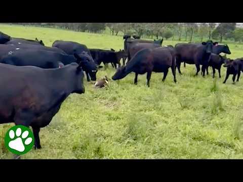 Cows Are Shocked by Their Unexpected Visitor #Video