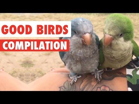 Good Birds Video Compilation 2016
