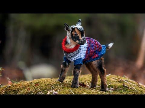 Leaping Goats in sweaters #Video