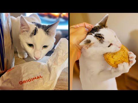 Getting Caught Didn't Stop Him | YOUR Daily Dose of Pets #Video