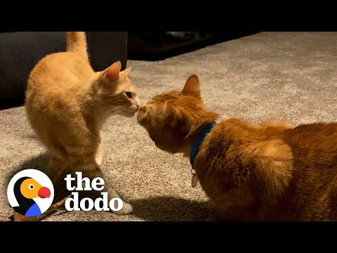 Woman Brings Home Stray Ginger Cat — And Her Other Cat Fall Deeply In Love #Video