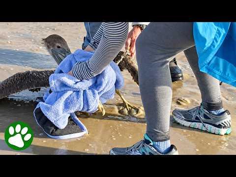 Brave Couple Risks a Bite to Save Terrified Pelican #Video