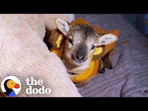 Orphan Baby Lamb Gets Adopted By Her New Big Sister #Video
