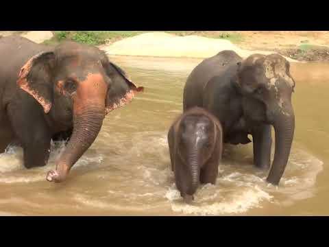Elephants Celebrate In The River For The First Time After Form Their Own Herd - ElephantNews #Video