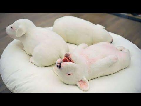 AWW CUTE BABY ANIMALS Videos Compilation