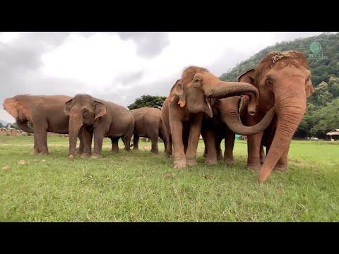 Introducing Elephant Kham Pang Into Her Family Group - ElephantNews #Video