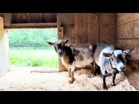 Goats are fair weather friends #Video