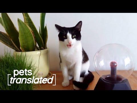 Weird Science Video | Pets Translated