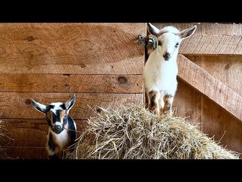 A dozen baby goats kick up their hooves! #Video