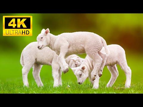 Baby Animals 4K (60FPS) UHD - Funny and Relaxation With Baby Animals and Relaxing Music #Video