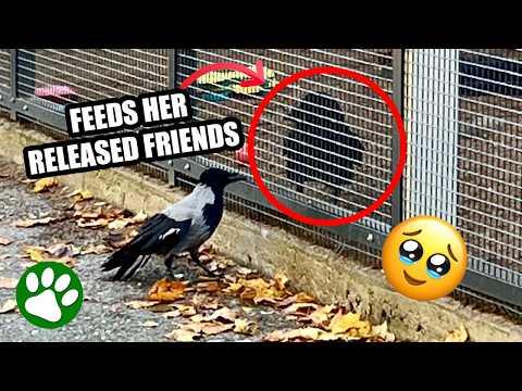 Rescued raven feeds her friends with her own food #Video