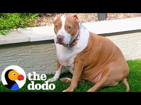 Obese Pit Bull Loses Over 60 Pounds #Video