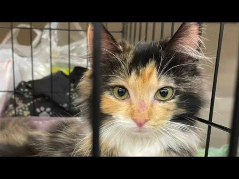 Quiet cat reveals her sweetest meow after adoption  #Video