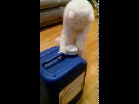 Cat Figures Out How To Open Milk Jug