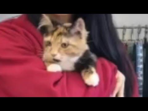 Cat living best life after mom confused for a boy #Video