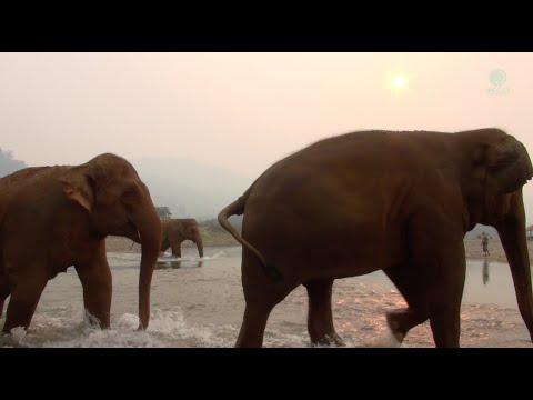 Elephants Cross The River To Meet Their Own Human - ElephantNews #video