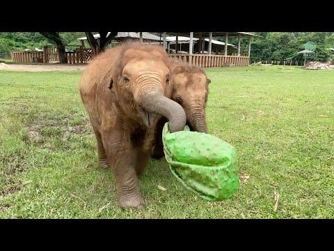 Elephant Playtime Compilation! - ElephantNews #Video