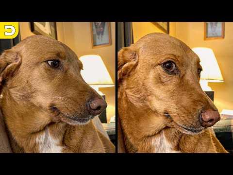 Pets Being Silly For 15 Minutes | YOUR Daily Dose of Pets #Video