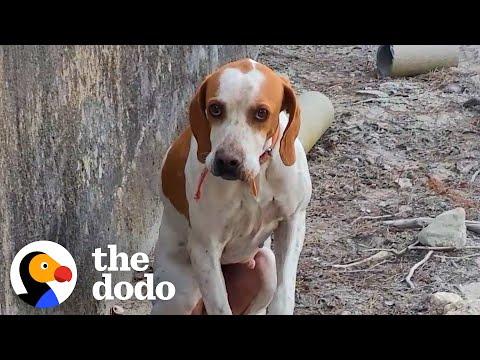 Lost Dog Gets Trapped In Concrete Pit For Days #Video