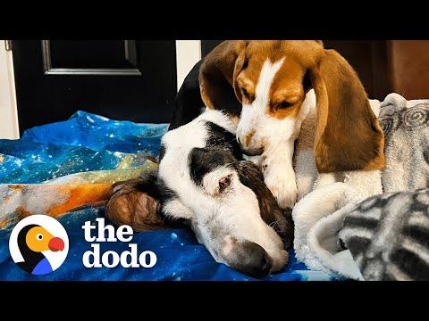 Puppy Won't Let Senior Rescue Dog Sleep Alone #Video