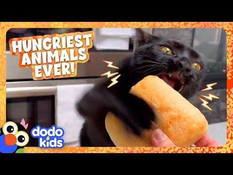 The Hungriest Animals We Have EVER Seen! | Dodo Kids | 20 Minutes Of Animal Videos