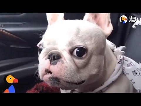 Frenchies Are Just The BEST | The Dodo