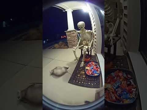 When A Opossum Gets Scared!  #Video