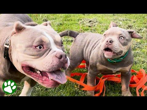 Blind puppy grows up and gets a blind puppy of his own #Video