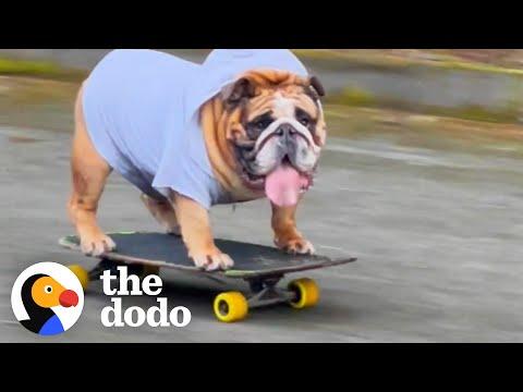 Bulldog Obsessed With His Skateboard #Video