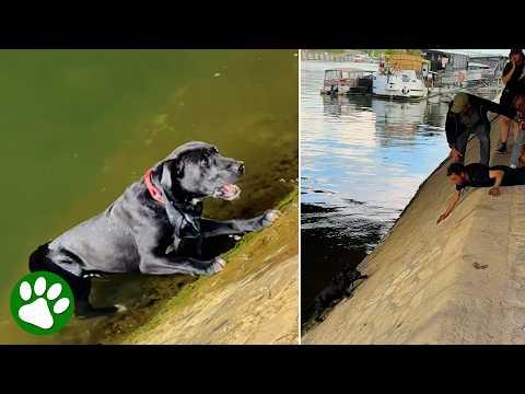 They Heard Cries From the River & Found a Dog Fighting for Her Life #Video