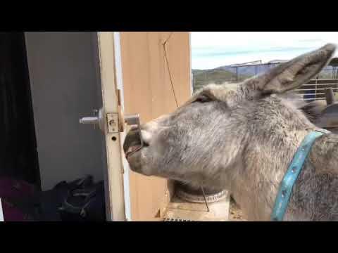 The smartest donkey Hazel #Video